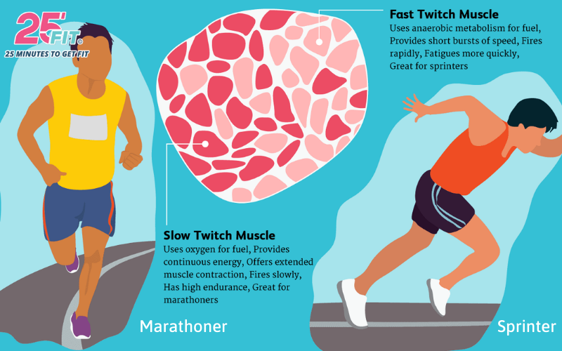 fast-twitch-&_low-twitch-muscle