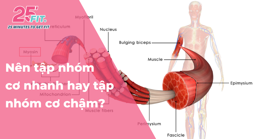 Sự khác biệt của sợi cơ nhanh và sợi cơ chậm